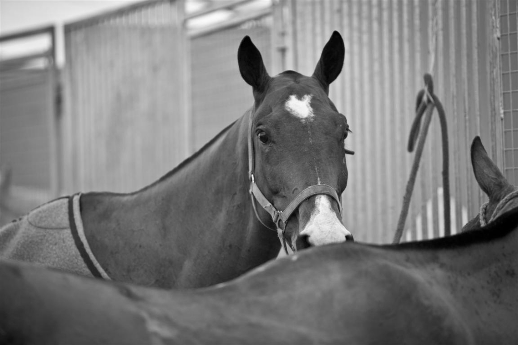 polo magazine photography of morgane delfosse bmw polo masters the polo magazine photos polo 21